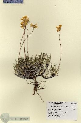 URN_catalog_HBHinton_herbarium_18252.jpg.jpg