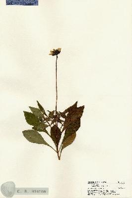 URN_catalog_HBHinton_herbarium_22557.jpg.jpg