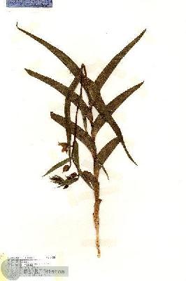 URN_catalog_HBHinton_herbarium_18255.jpg.jpg