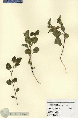 URN_catalog_HBHinton_herbarium_18256.jpg.jpg