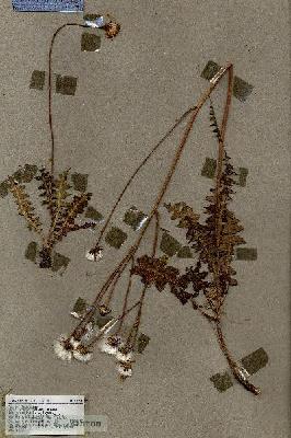 URN_catalog_HBHinton_herbarium_18291.jpg.jpg