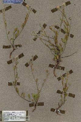 URN_catalog_HBHinton_herbarium_18260.jpg.jpg