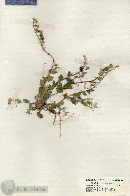URN_catalog_HBHinton_herbarium_20006.jpg.jpg