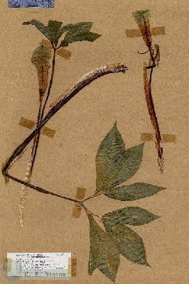 URN_catalog_HBHinton_herbarium_18272.jpg.jpg