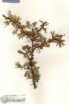 URN_catalog_HBHinton_herbarium_20011.jpg.jpg