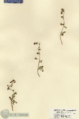 URN_catalog_HBHinton_herbarium_18311.jpg.jpg
