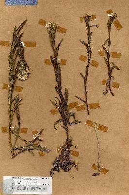 URN_catalog_HBHinton_herbarium_18312.jpg.jpg