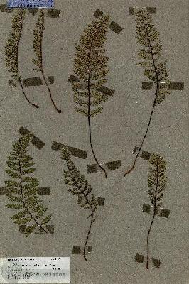 URN_catalog_HBHinton_herbarium_18092.jpg.jpg