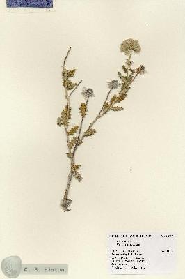 URN_catalog_HBHinton_herbarium_18095.jpg.jpg