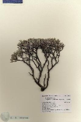 URN_catalog_HBHinton_herbarium_18098.jpg.jpg