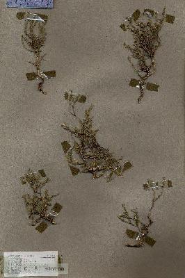 URN_catalog_HBHinton_herbarium_18135.jpg.jpg
