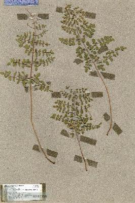 URN_catalog_HBHinton_herbarium_18100.jpg.jpg