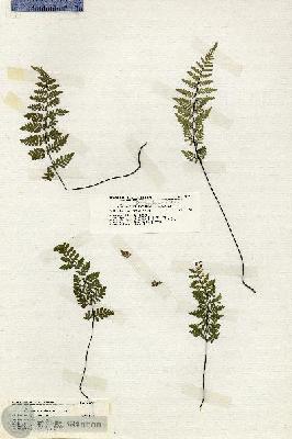 URN_catalog_HBHinton_herbarium_20061.jpg.jpg