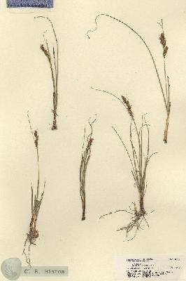 URN_catalog_HBHinton_herbarium_18136.jpg.jpg