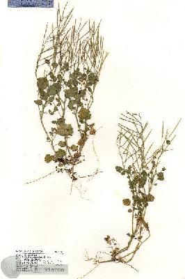 URN_catalog_HBHinton_herbarium_18118.jpg.jpg