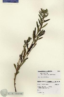URN_catalog_HBHinton_herbarium_18128.jpg.jpg