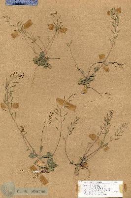 URN_catalog_HBHinton_herbarium_18130.jpg.jpg