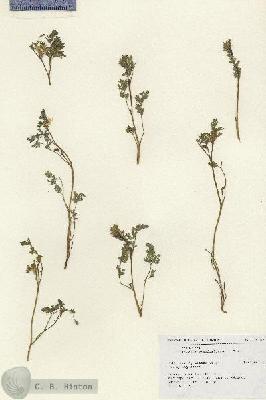 URN_catalog_HBHinton_herbarium_18159.jpg.jpg