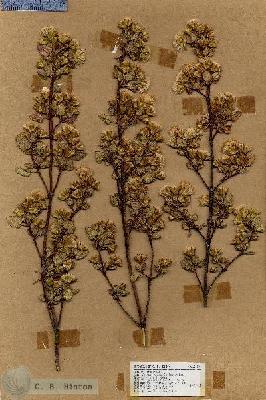URN_catalog_HBHinton_herbarium_18160.jpg.jpg