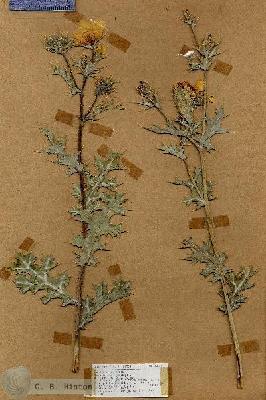 URN_catalog_HBHinton_herbarium_18146.jpg.jpg