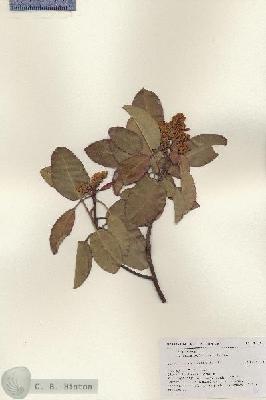 URN_catalog_HBHinton_herbarium_18161.jpg.jpg