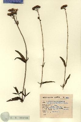 URN_catalog_HBHinton_herbarium_1815.jpg.jpg