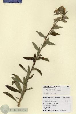 URN_catalog_HBHinton_herbarium_18152.jpg.jpg