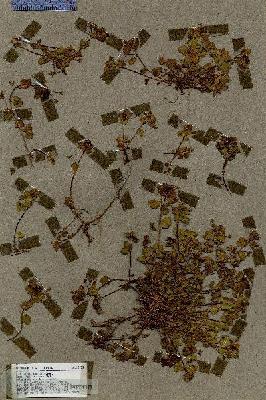 URN_catalog_HBHinton_herbarium_18155.jpg.jpg