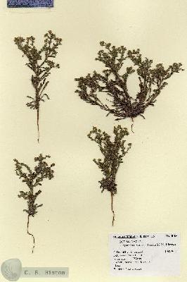 URN_catalog_HBHinton_herbarium_18180.jpg.jpg