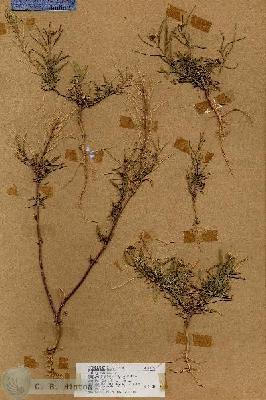 URN_catalog_HBHinton_herbarium_18174.jpg.jpg