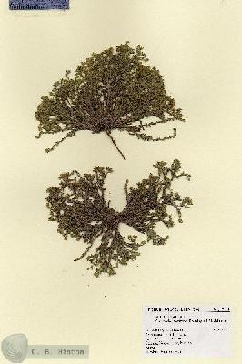 URN_catalog_HBHinton_herbarium_18183.jpg.jpg