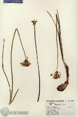 URN_catalog_HBHinton_herbarium_18242.jpg.jpg