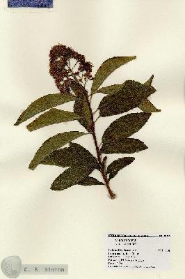 URN_catalog_HBHinton_herbarium_18199.jpg.jpg