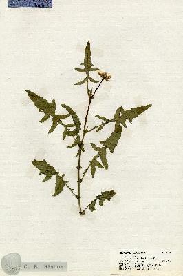 URN_catalog_HBHinton_herbarium_20088.jpg.jpg