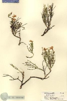 URN_catalog_HBHinton_herbarium_18220.jpg.jpg