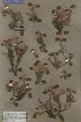 URN_catalog_HBHinton_herbarium_18228.jpg.jpg