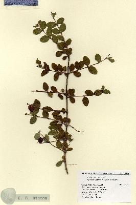 URN_catalog_HBHinton_herbarium_18343.jpg.jpg