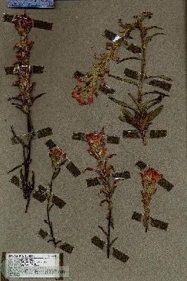 URN_catalog_HBHinton_herbarium_18235.jpg.jpg