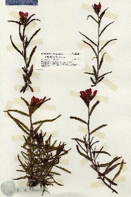 URN_catalog_HBHinton_herbarium_20100.jpg.jpg