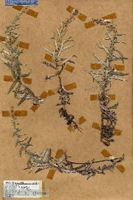 URN_catalog_HBHinton_herbarium_18347.jpg.jpg