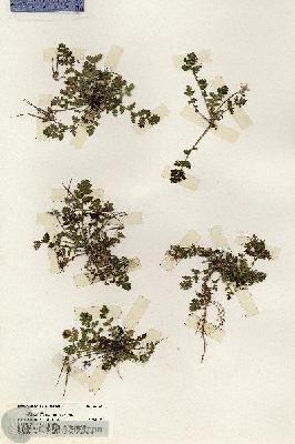 URN_catalog_HBHinton_herbarium_20105.jpg.jpg