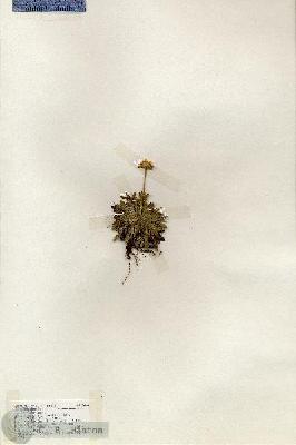 URN_catalog_HBHinton_herbarium_18654.jpg.jpg