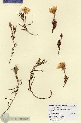 URN_catalog_HBHinton_herbarium_18370.jpg.jpg
