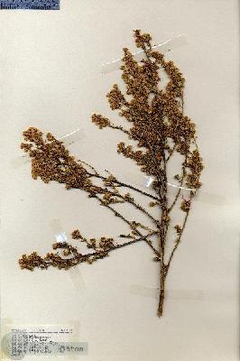 URN_catalog_HBHinton_herbarium_18656.jpg.jpg