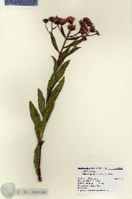 URN_catalog_HBHinton_herbarium_18665.jpg.jpg