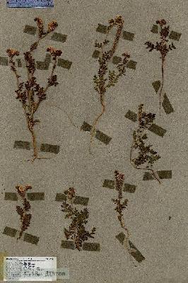 URN_catalog_HBHinton_herbarium_18657.jpg.jpg
