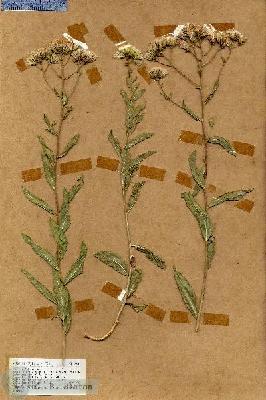 URN_catalog_HBHinton_herbarium_18661.jpg.jpg