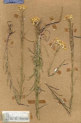 URN_catalog_HBHinton_herbarium_18662.jpg.jpg