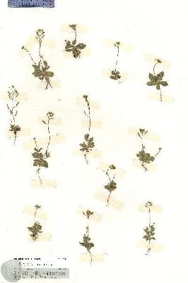 URN_catalog_HBHinton_herbarium_20116.jpg.jpg