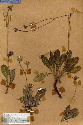 URN_catalog_HBHinton_herbarium_18672.jpg.jpg